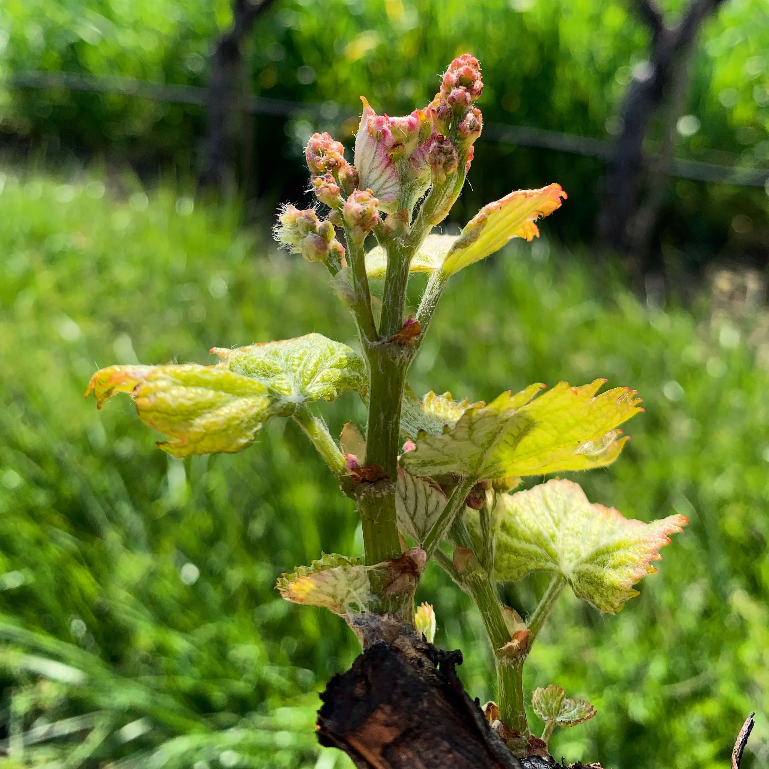 Bud Break: The Most Exciting Moment of the Growing Season