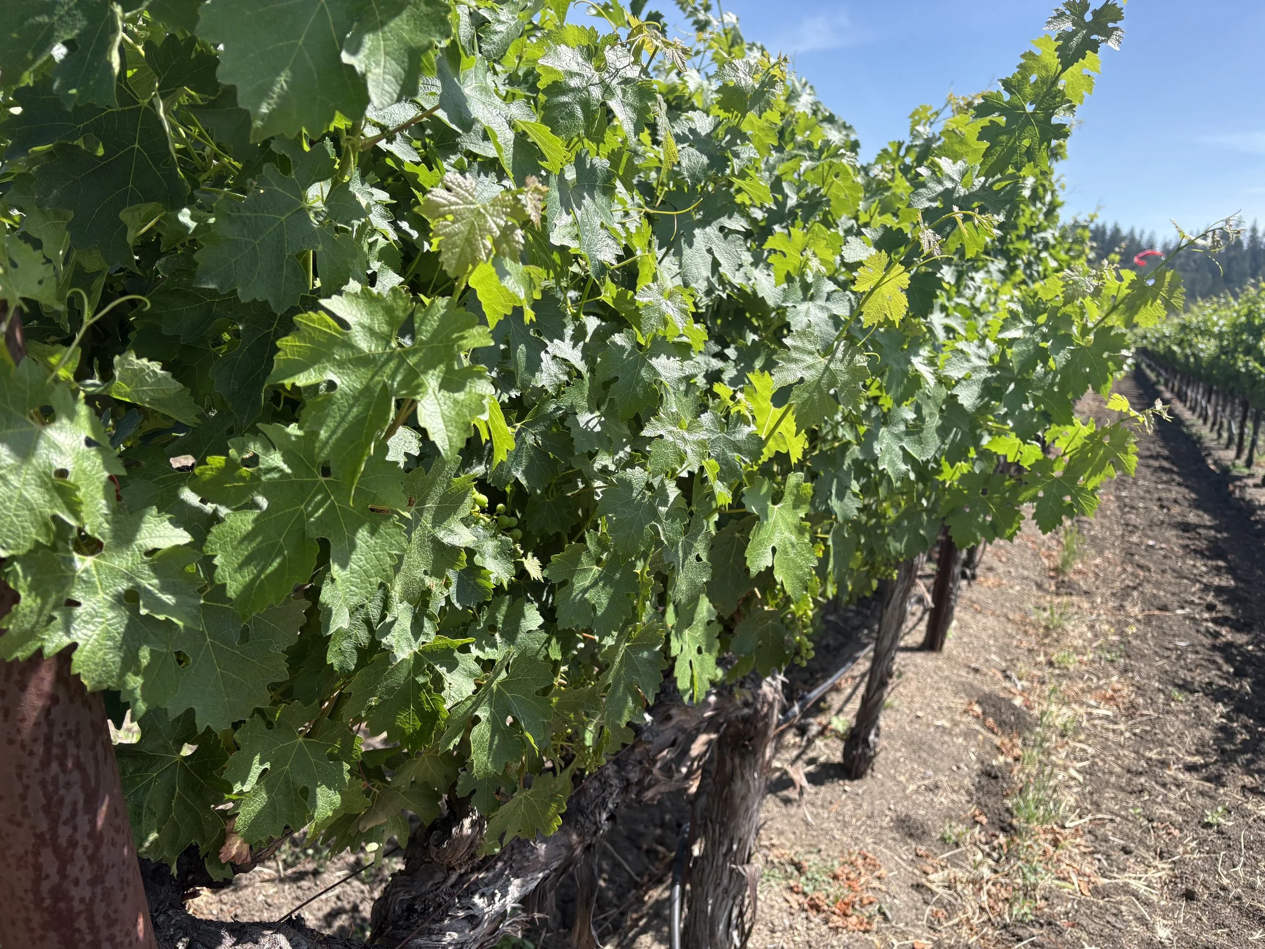 The Final Stretch Before Harvest: What We're Watching Closely