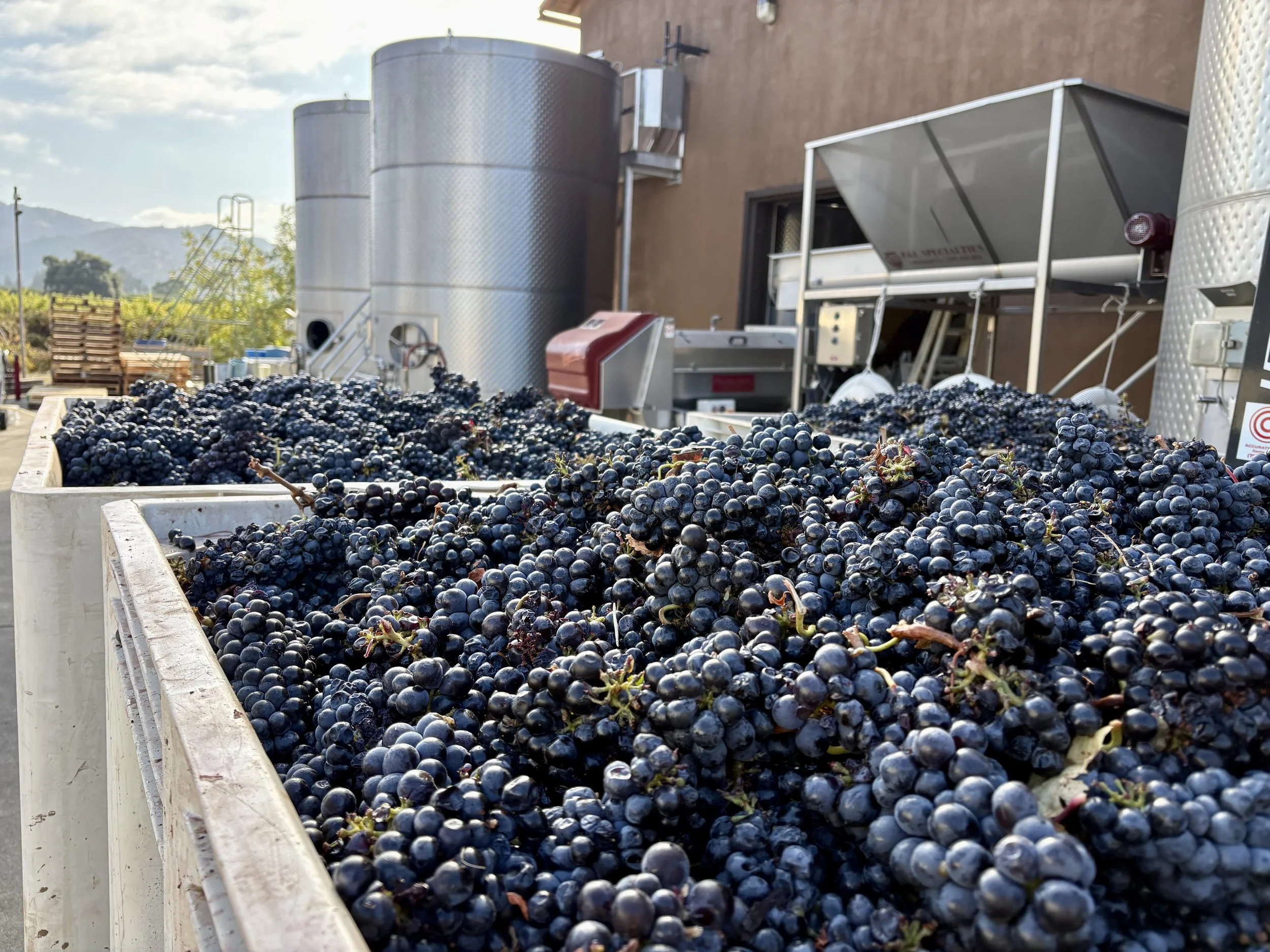 2026 Harvest at Bennett Lane: Small Vintage, Big Potential