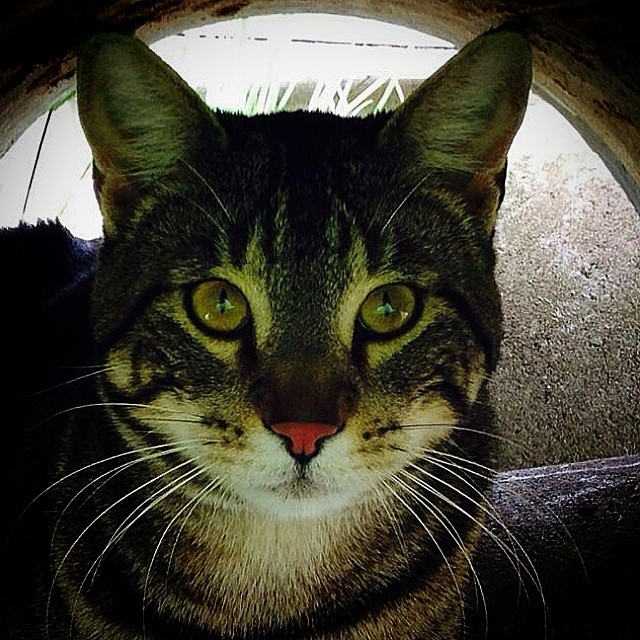 Gatty! #cat #Liguria #genova