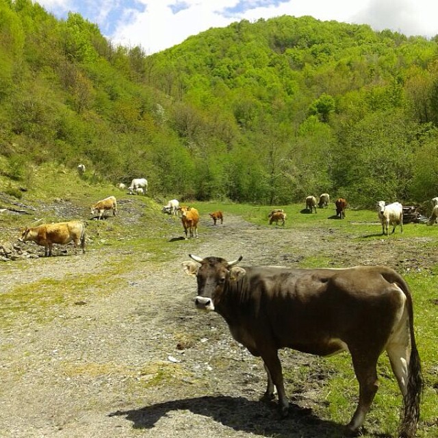 La mucca cabannima #agriturismo #villasalto #valdaveto #genova #liguria #altevie #animals