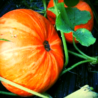Pompoen