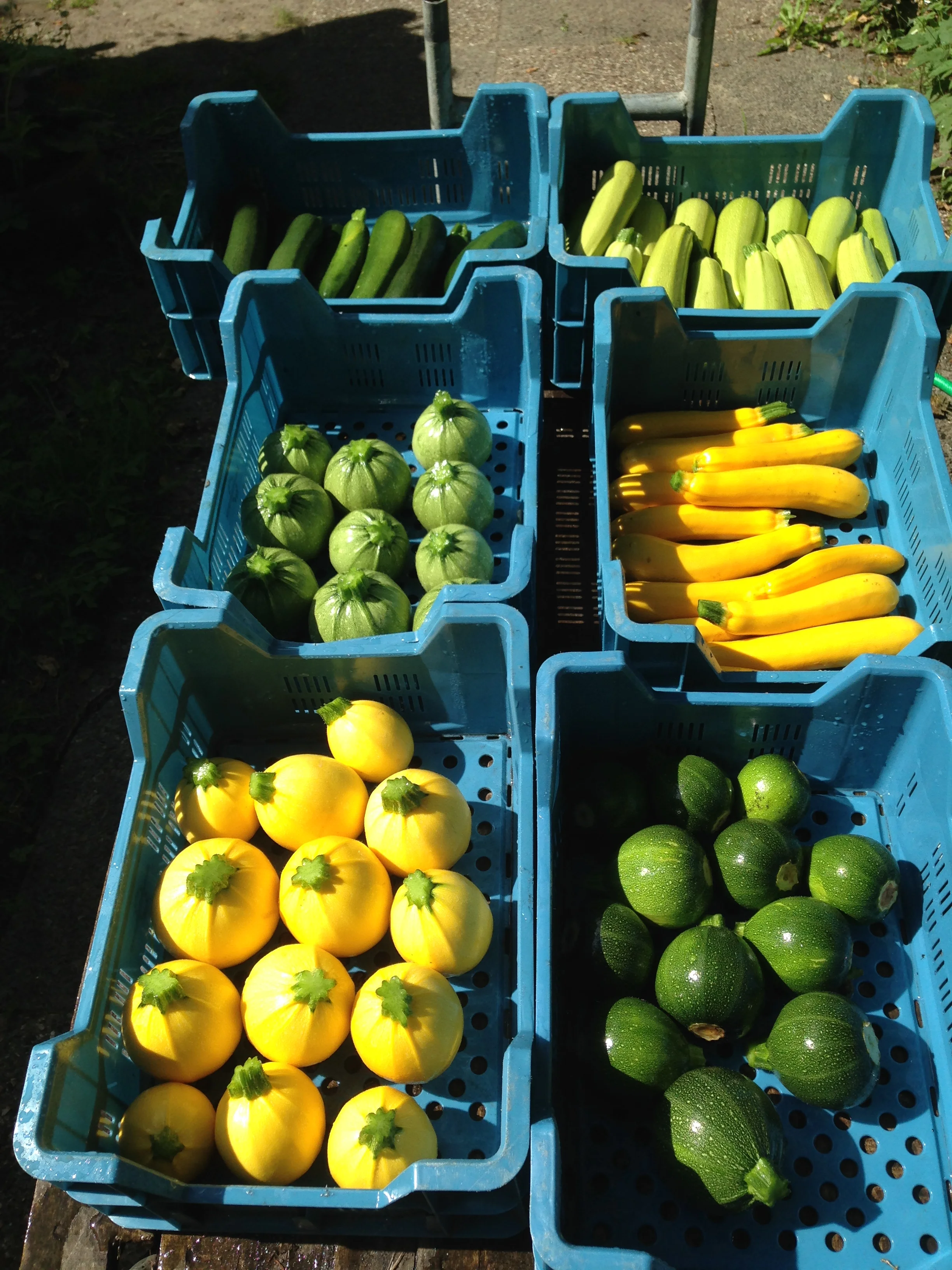 courgettes in allerlei kleuren en vormen