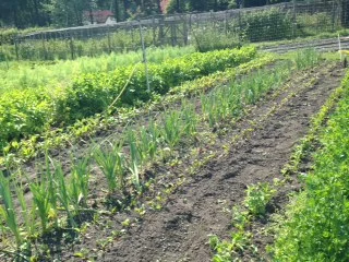 Ommuurde Tuin net voor mijn vertrek vol met jonge plantjes.