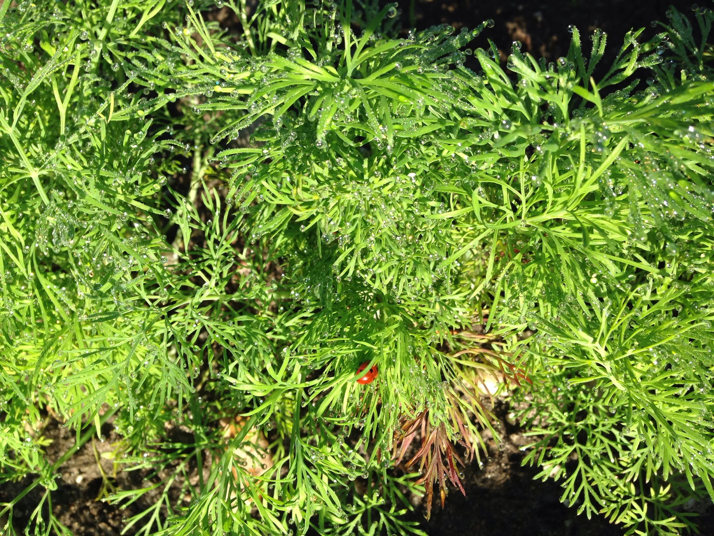 Dille in de ochtendzon met een lieveheersbeestje.