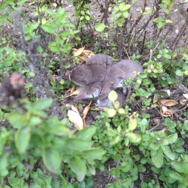 spitsmuisjes aan het zonnen