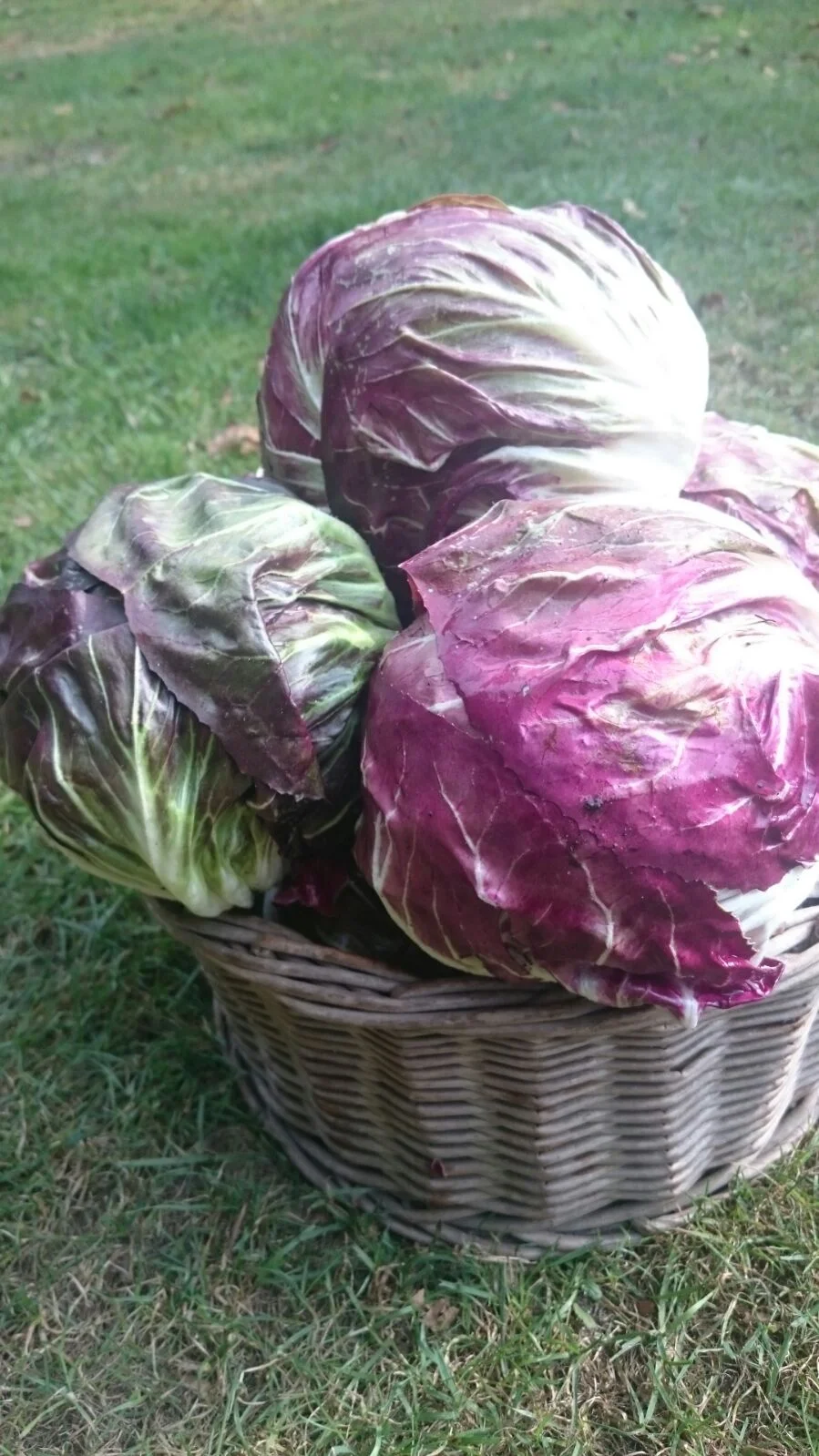 radicchio rosso