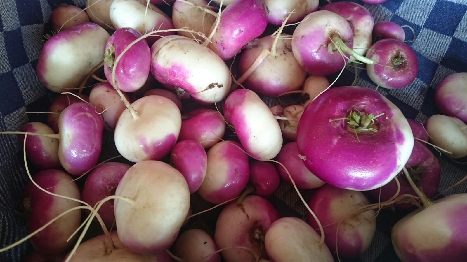 herfst raapjes of navets