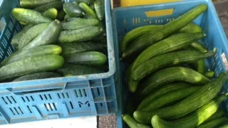 Oerkomkommers en gewone lange komkommers, ze doen het allebei geweldig.