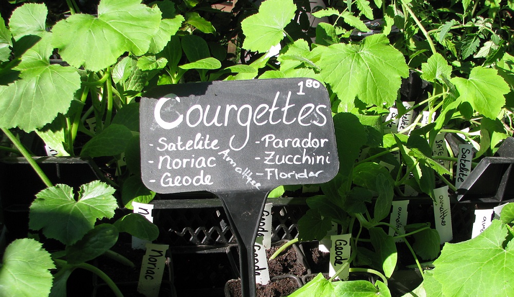 3. Courgettes.jpg