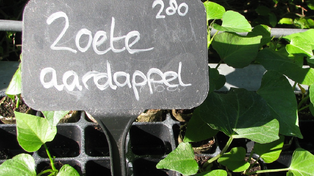 4. Zoete Aardappel.jpg