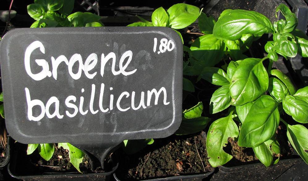 6. Groene Basilicum.jpg