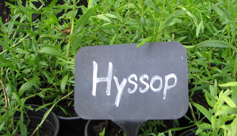 Hyssop.jpg