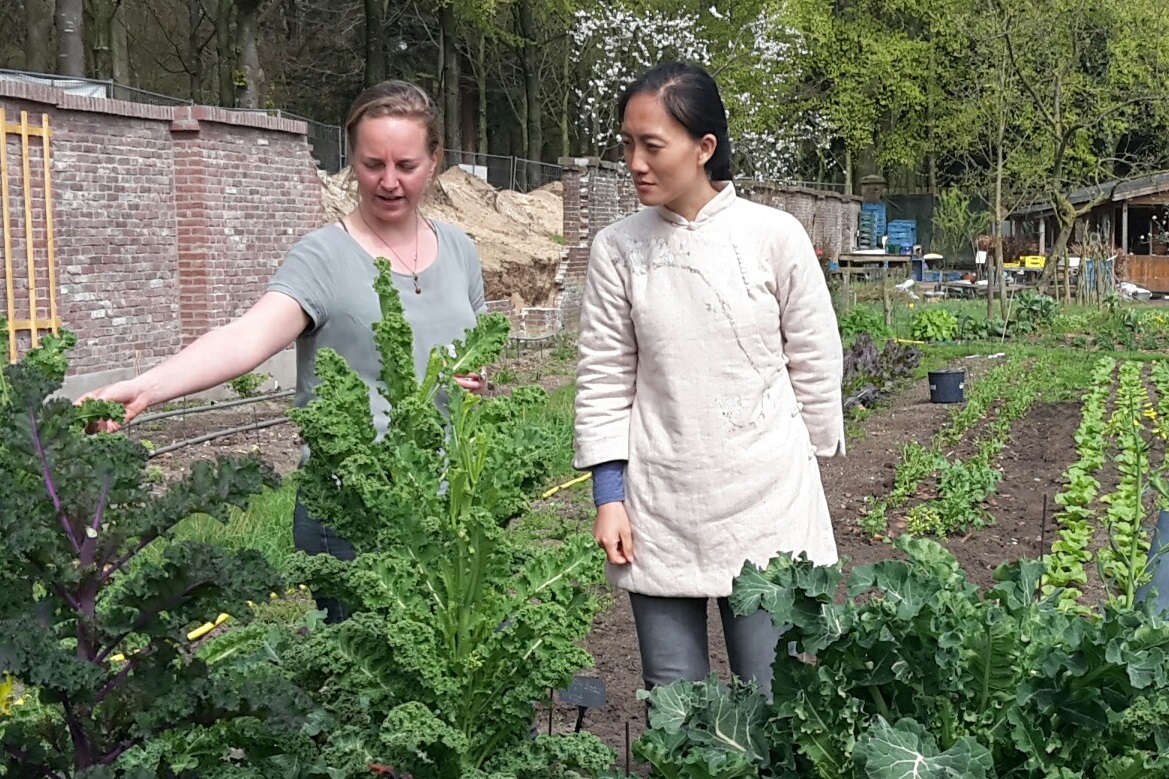 Peasant-to-peasant knowledge sharing. CSA pioneer Shi Yan from China visits the Ommuurde Tuin.