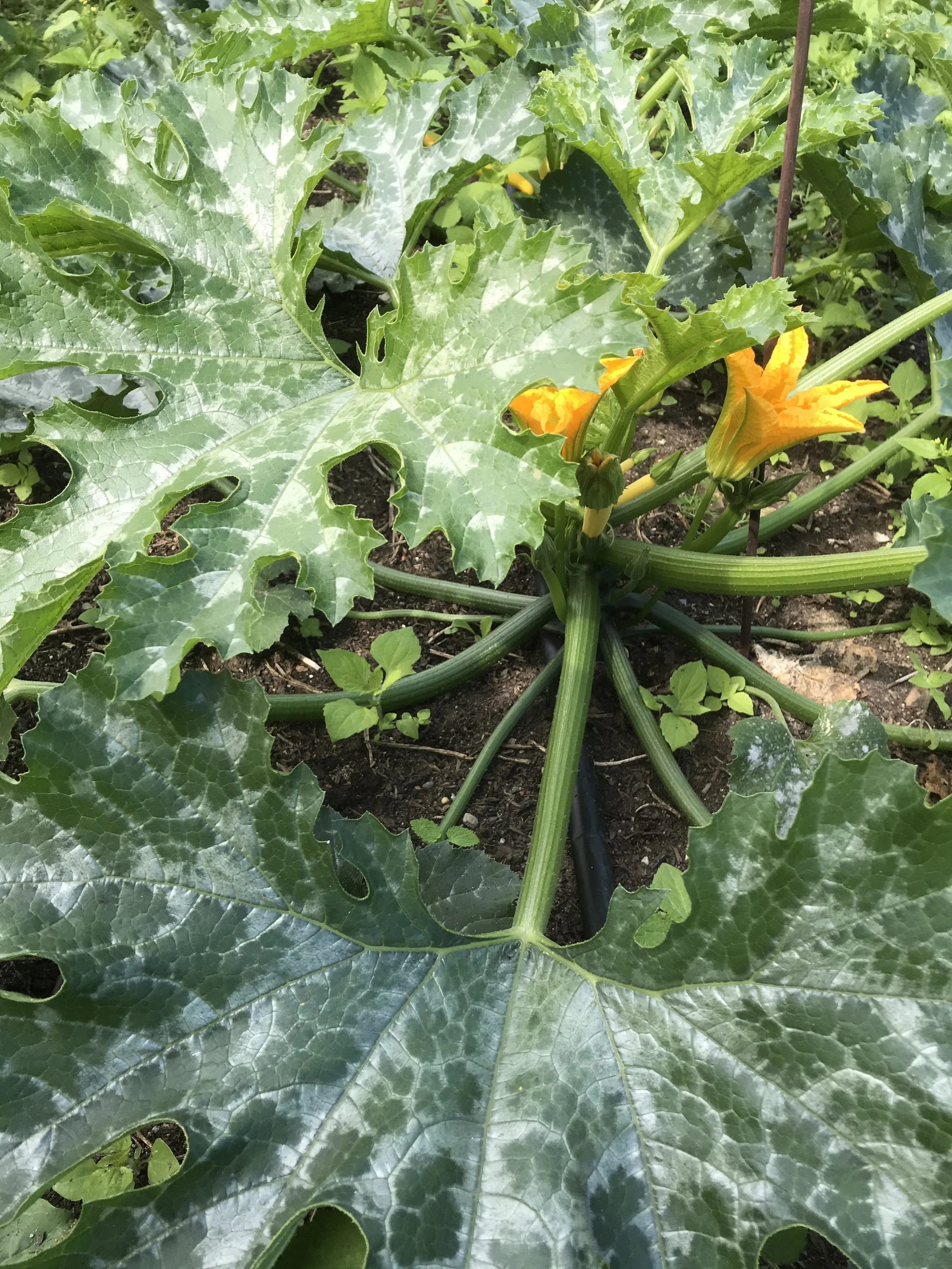 2018-06-11 10.20.46.jpg