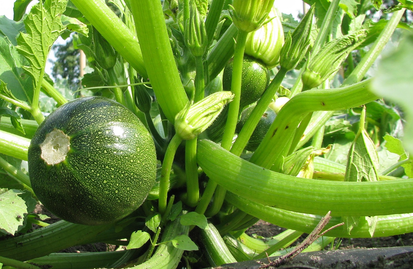 06-18 Courgette.jpg