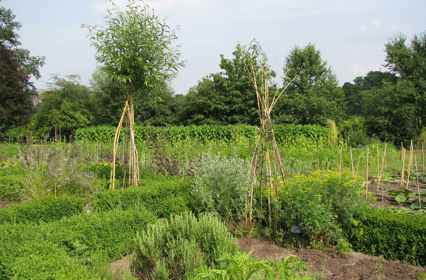 06-18 kruidenveld aardperen.jpg