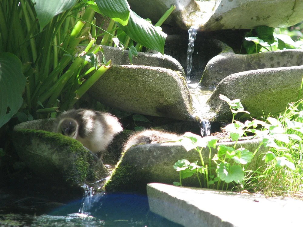 Wij zouden ook nog graag in de flowforms passen met dit weer!