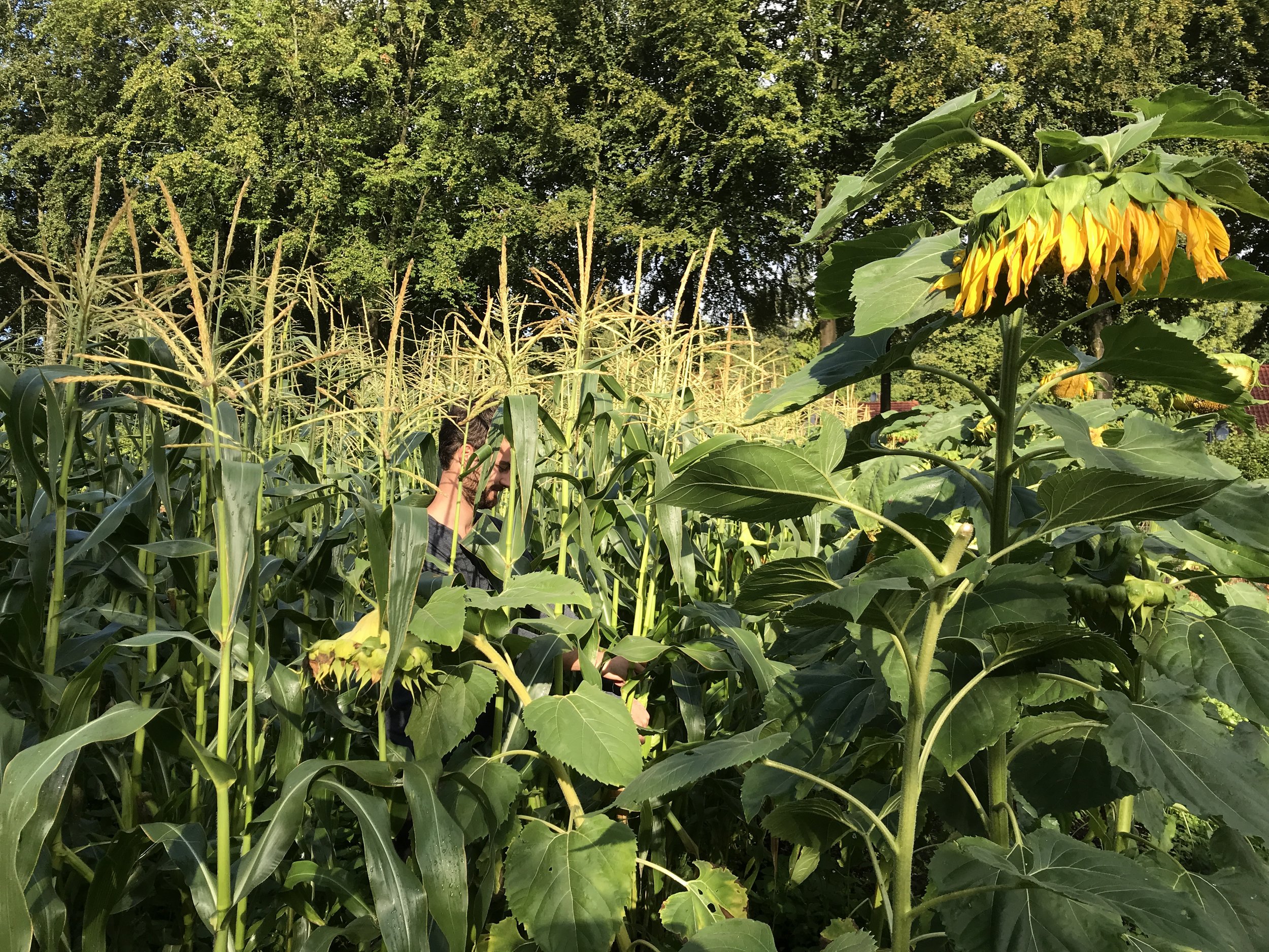 Zoekplaatje: Arthur tussen de mais