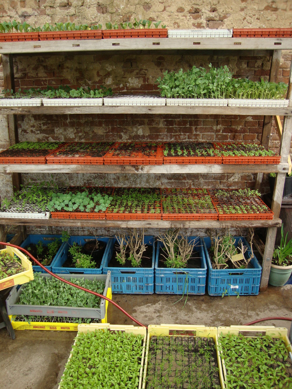 Isoleren vergeten kopen bijzondere groente- en kruidenplanten — De Ommuurde Tuin