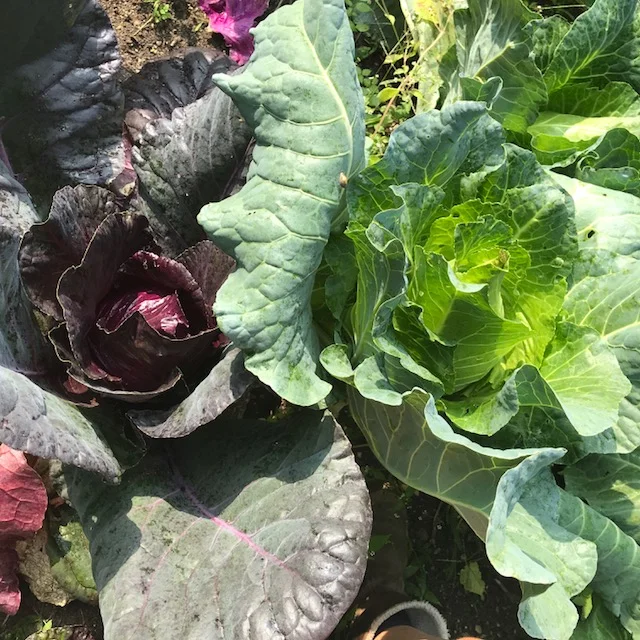 rode spitskool Kalibos en Filderkraut