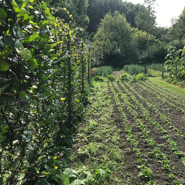 basella, malabarspinazie naast de veldsla