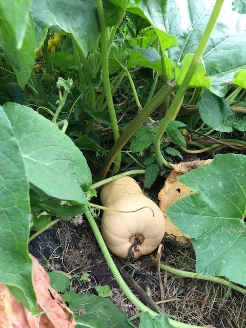butternut squash