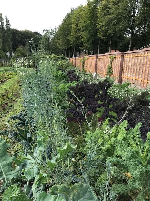 Cale in different shapes and colors