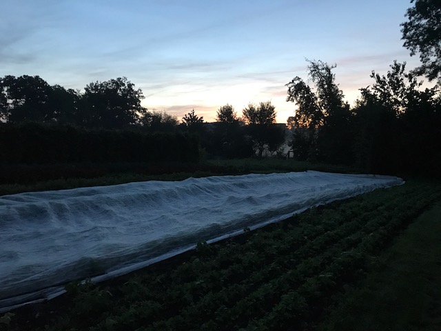 early morning in the garden