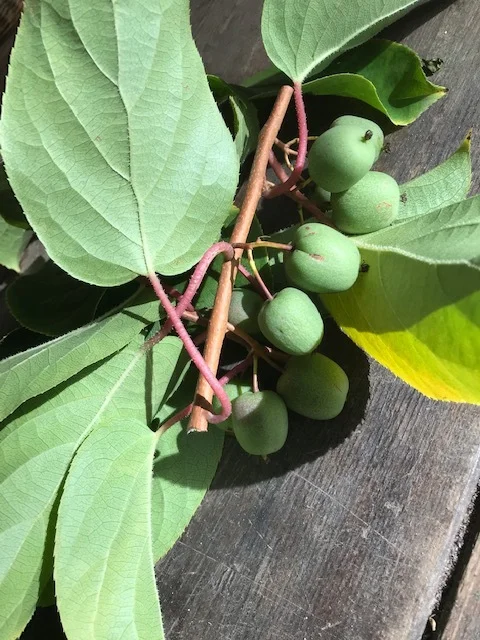 kiwi berries from the restarted wall / kiwibessen van de gerestaureerde muur