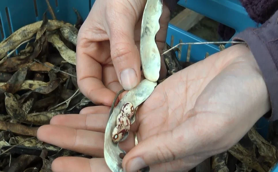 saving seeds borlotti.JPG