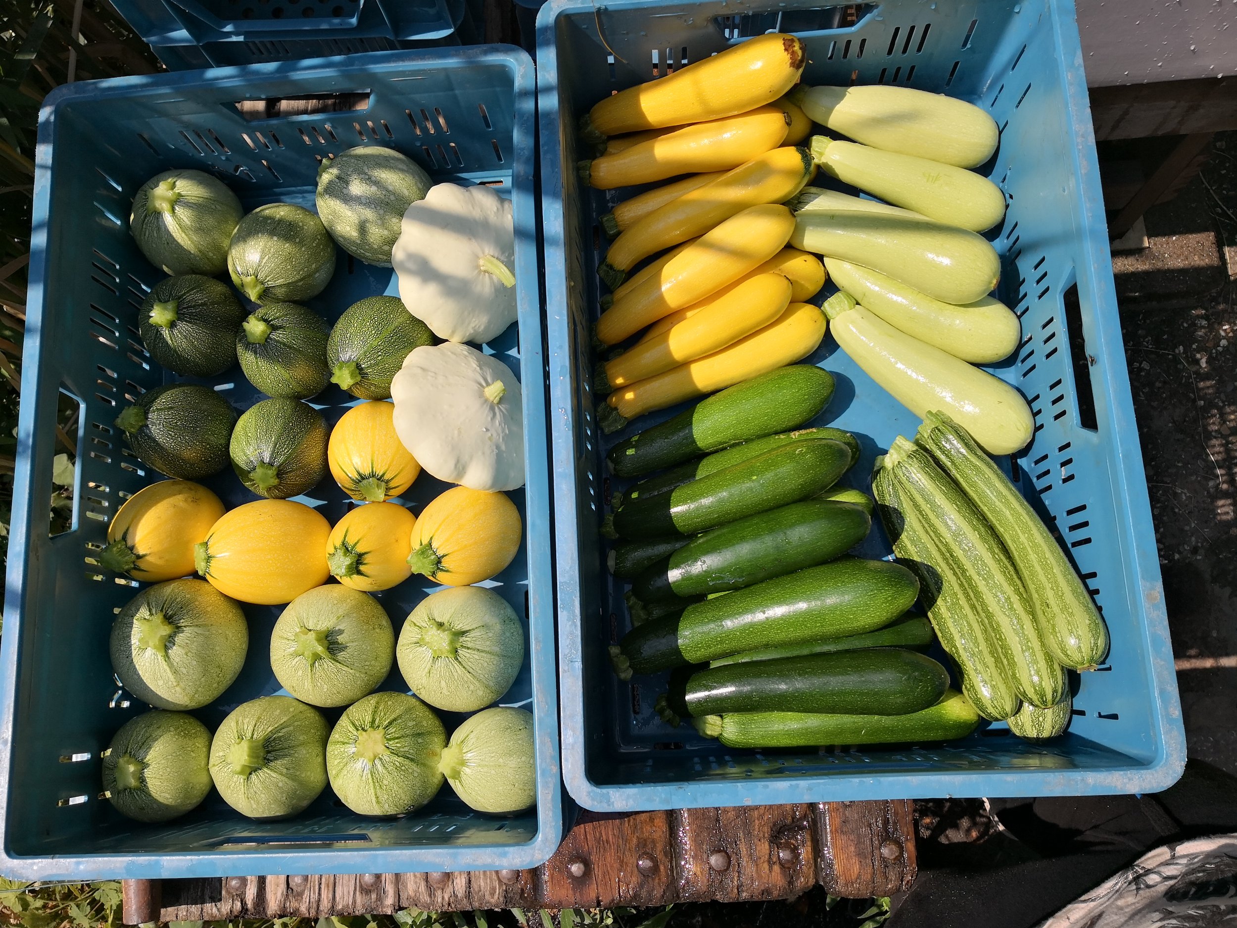 07-18 courgettes.jpg