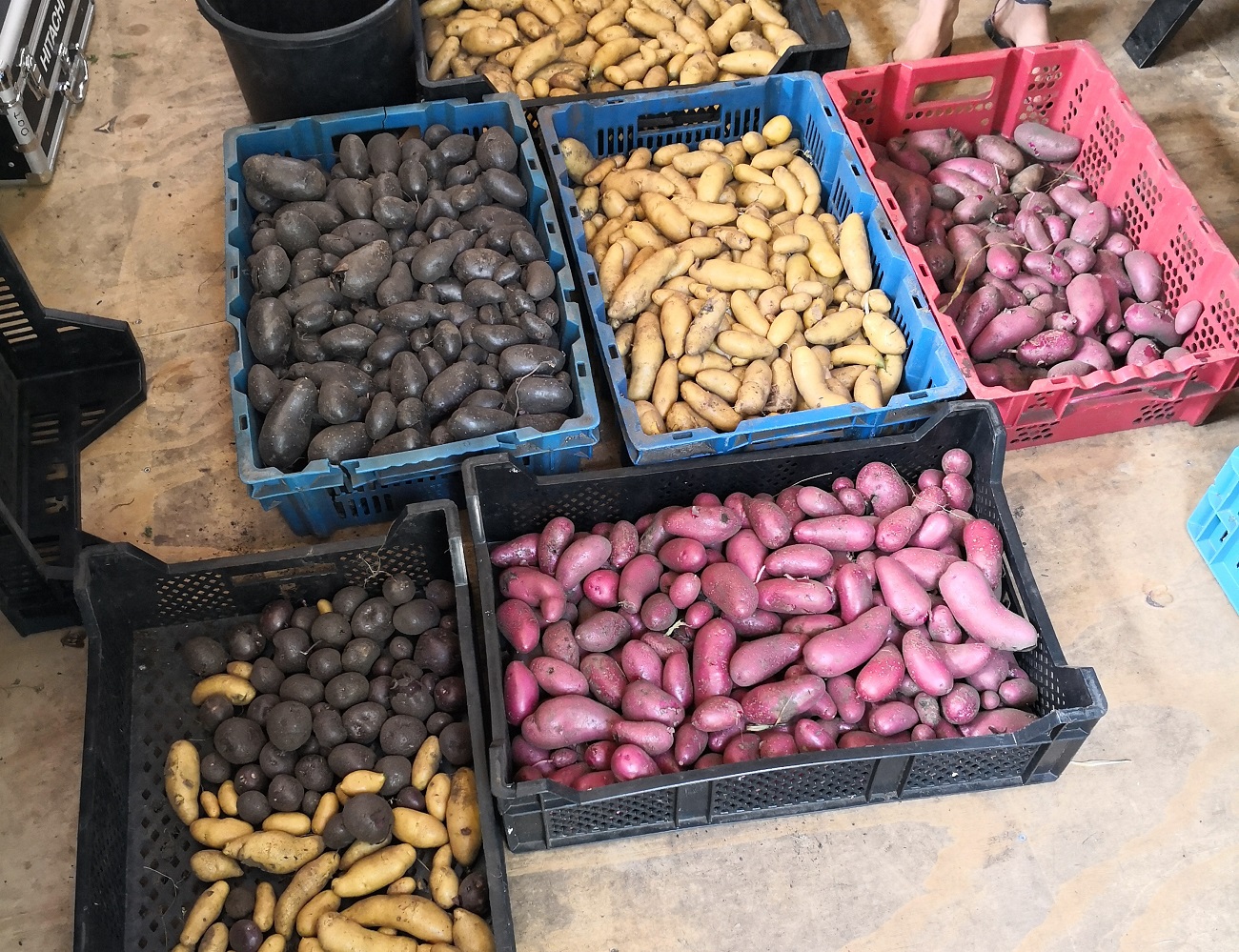 08-18 Aardappels krat.jpg