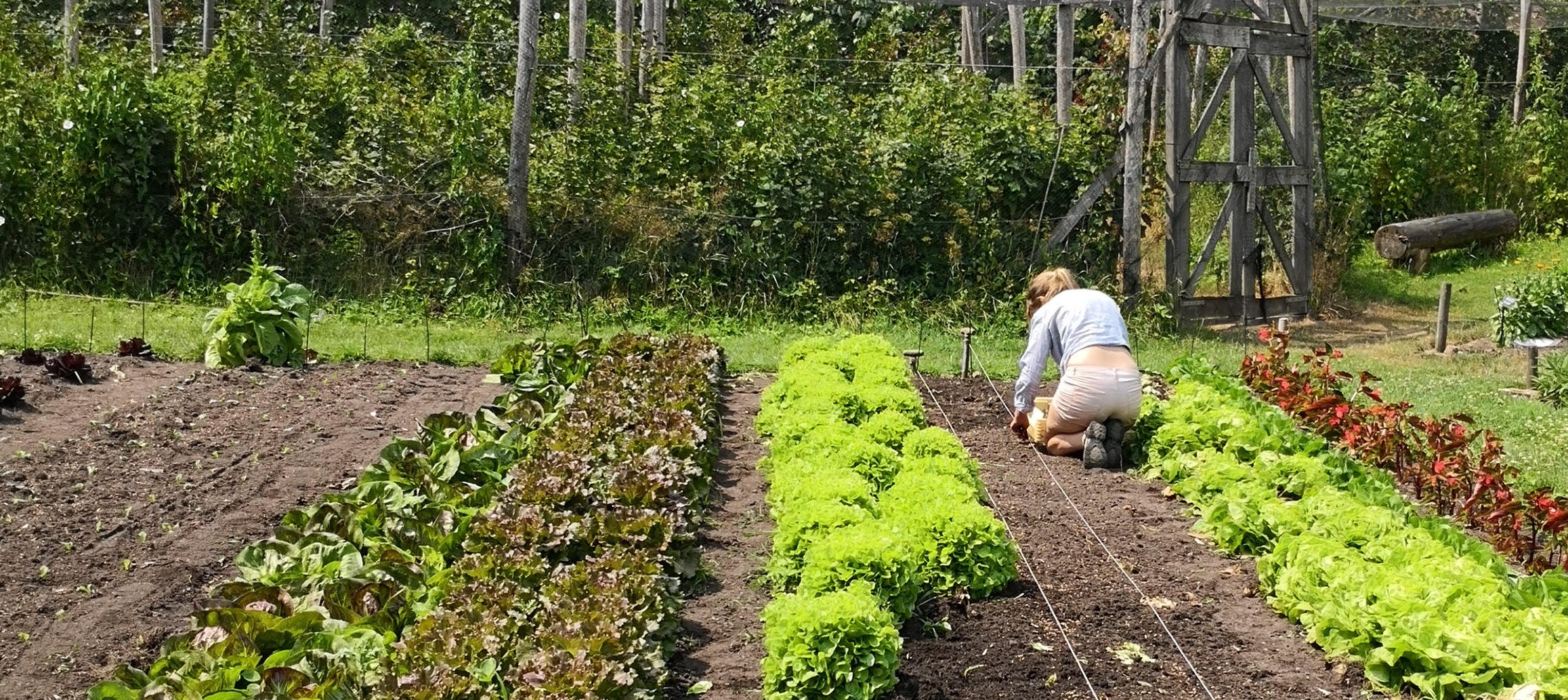 08-18 Esther sla planten 2.jpg