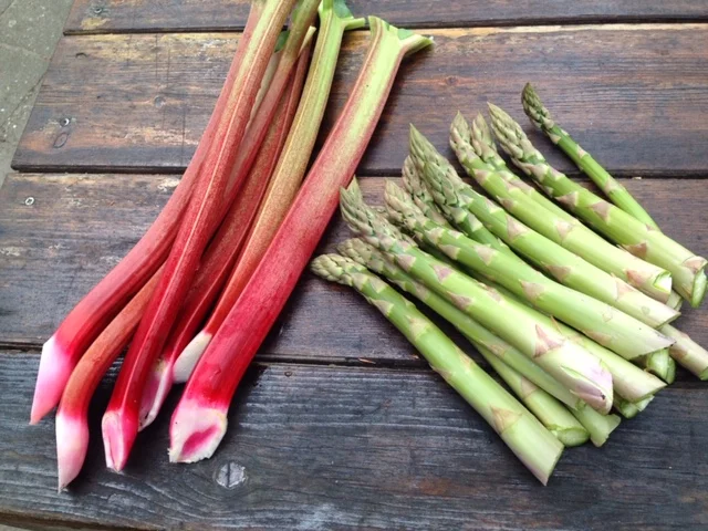 rabarber en asperg.JPG