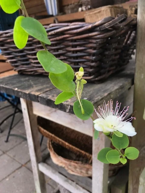 bloeiende kappertjes