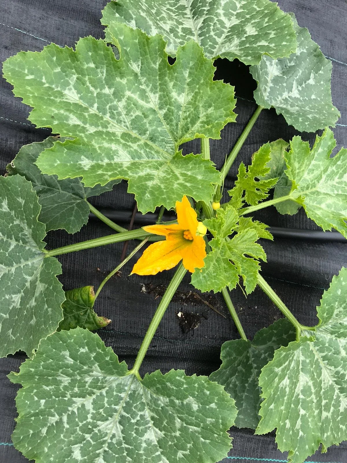 WhatsApp Image 2020-06-15 at 16.01.56.jpeg