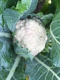 de eerste bloemkolen!