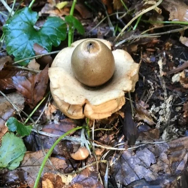 glimwormen, aardsterren en de laatste sla