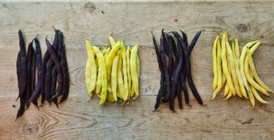 paarse en geleboontjes.png