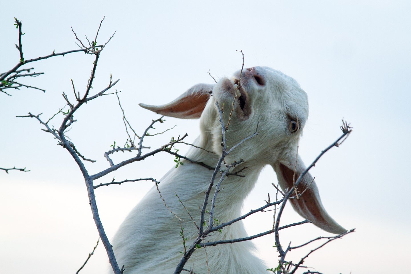 The GOAT⁠
.⁠
.⁠
.⁠
.⁠
.⁠
#turkey #goatsofinstagram #agameoftones #artofvisuals ⁠
#naturephotography #landscapephotography #nature_perfection #travelcommmunity #street #streetphotography #travel #travelphotography #travelgram #travelawesome l #instago