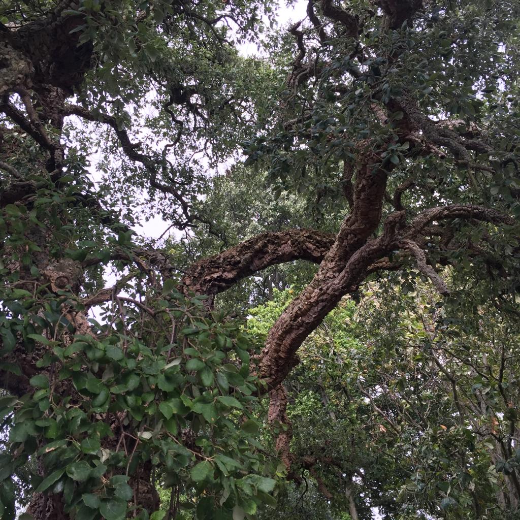 botanic gardens.jpeg