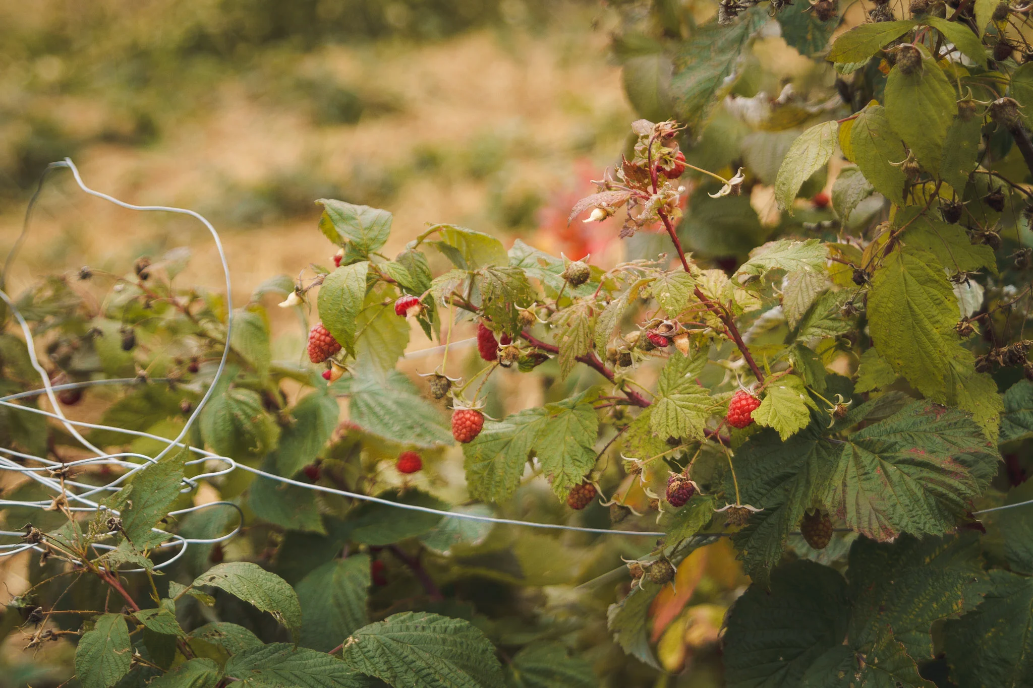 soul_fire_farms_lesleyade_photography-14.jpg