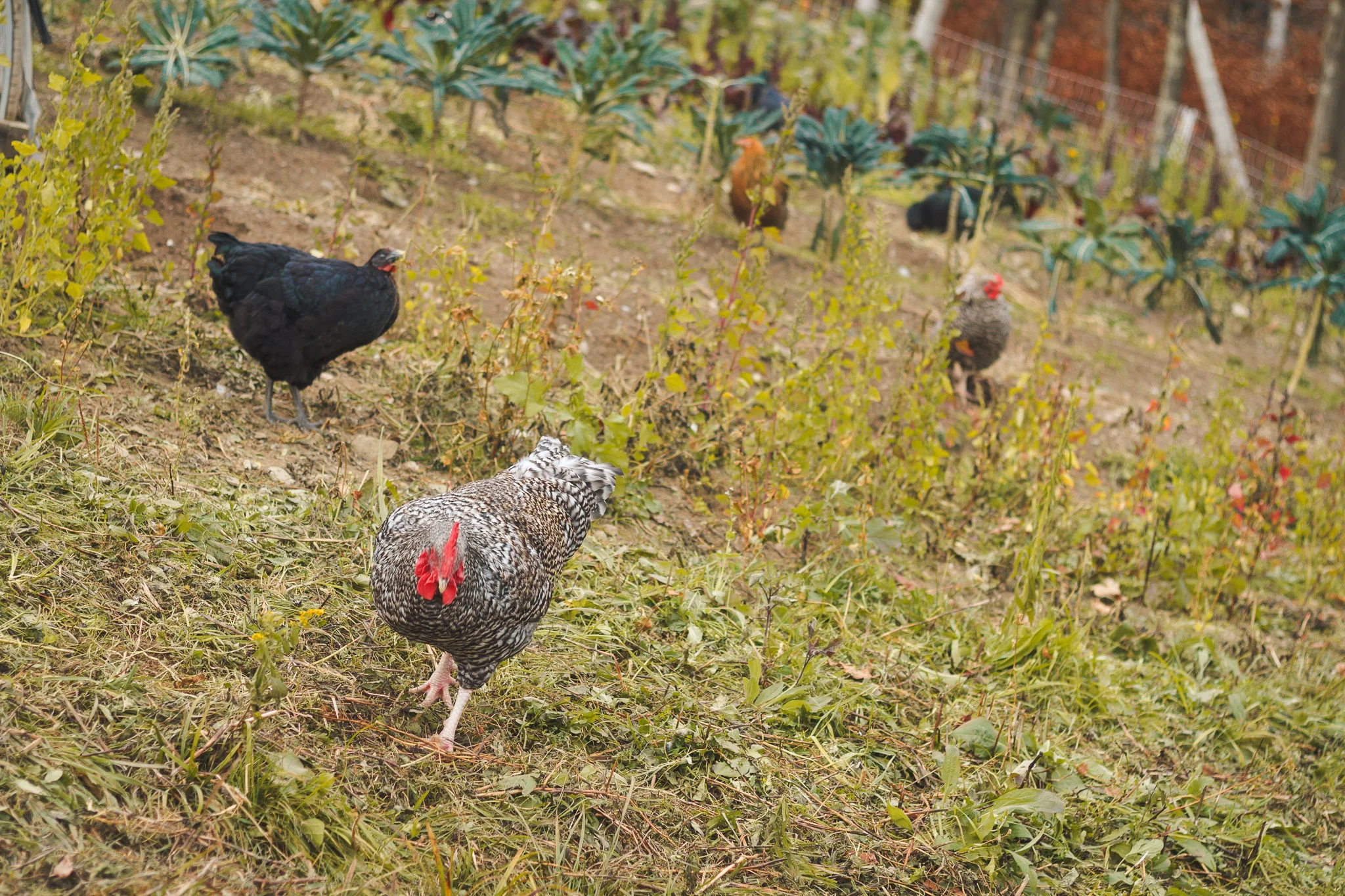 soul_fire_farms_lesleyade_photography-20.jpg