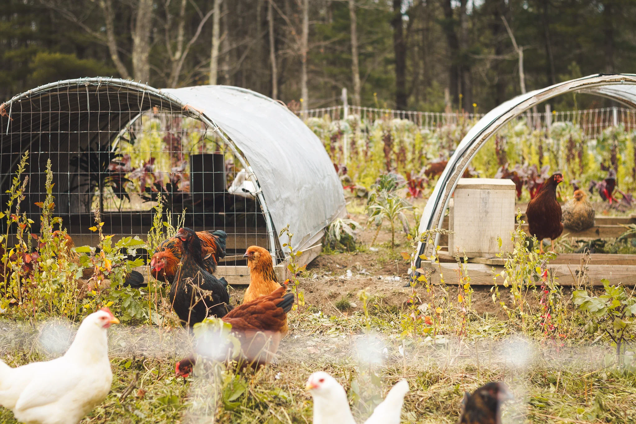 soul_fire_farms_lesleyade_photography-21.jpg