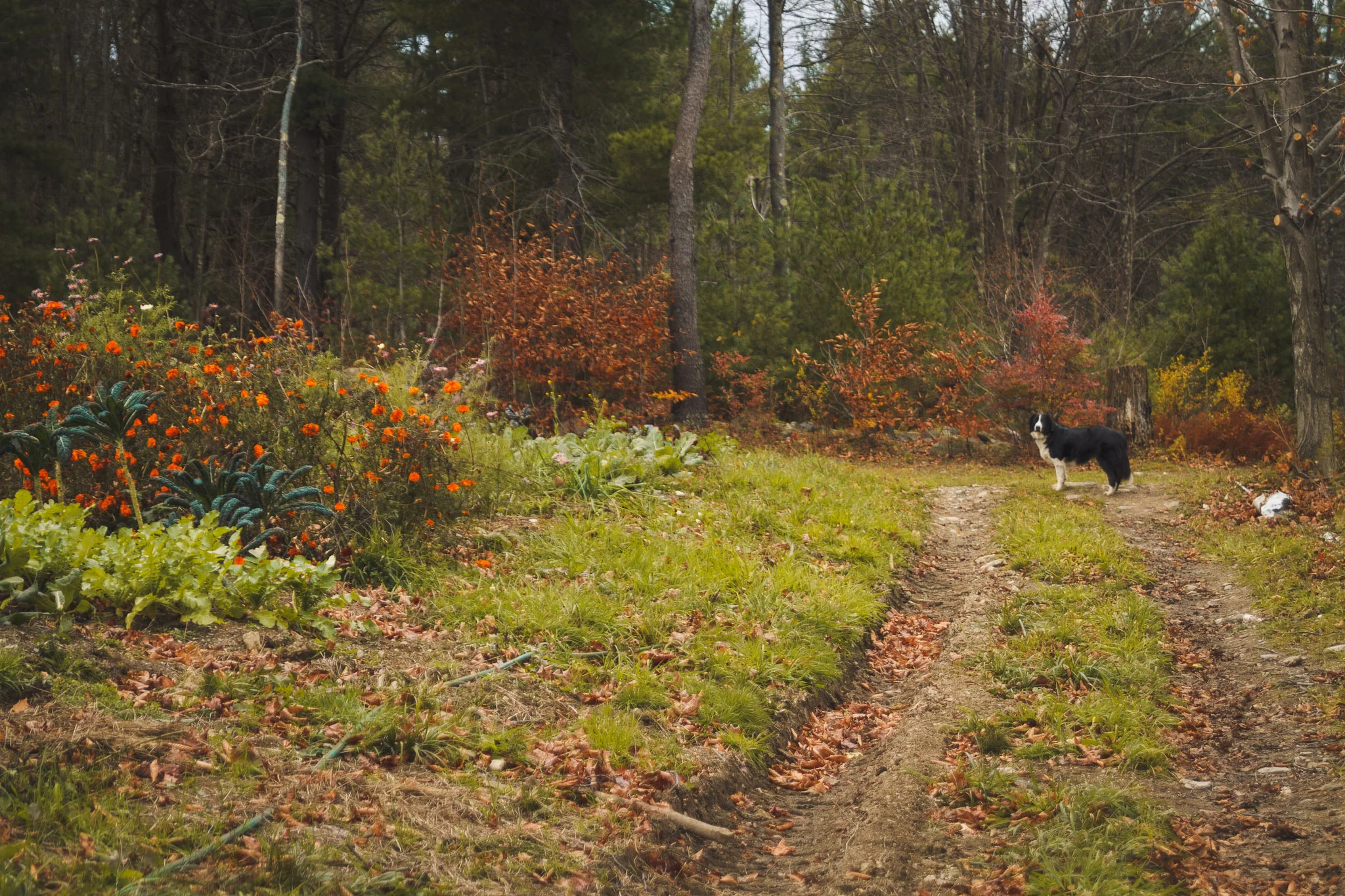 soul_fire_farms_lesleyade_photography-25.jpg