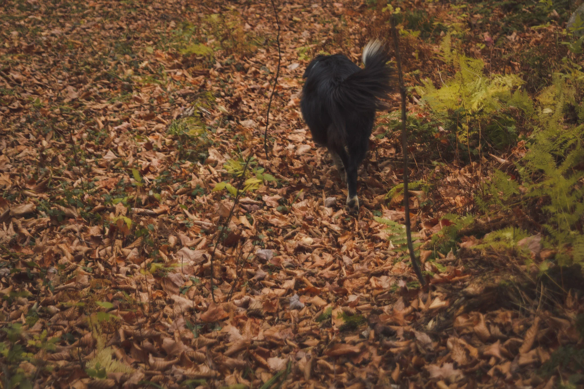 soul_fire_farms_lesleyade_photography-35.jpg
