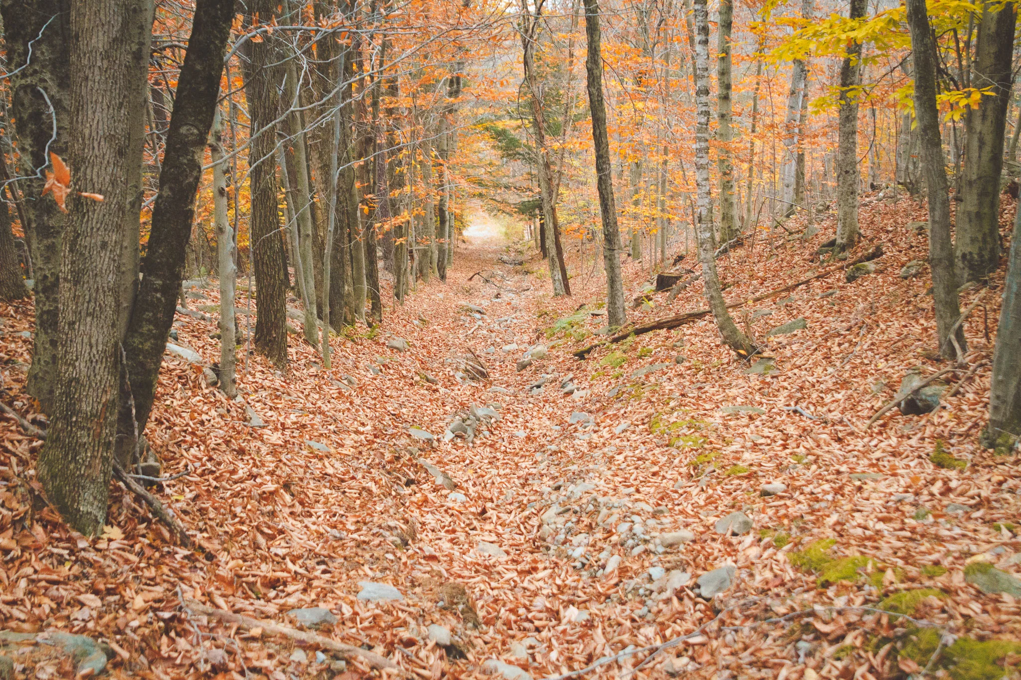 soul_fire_farms_lesleyade_photography-85.jpg