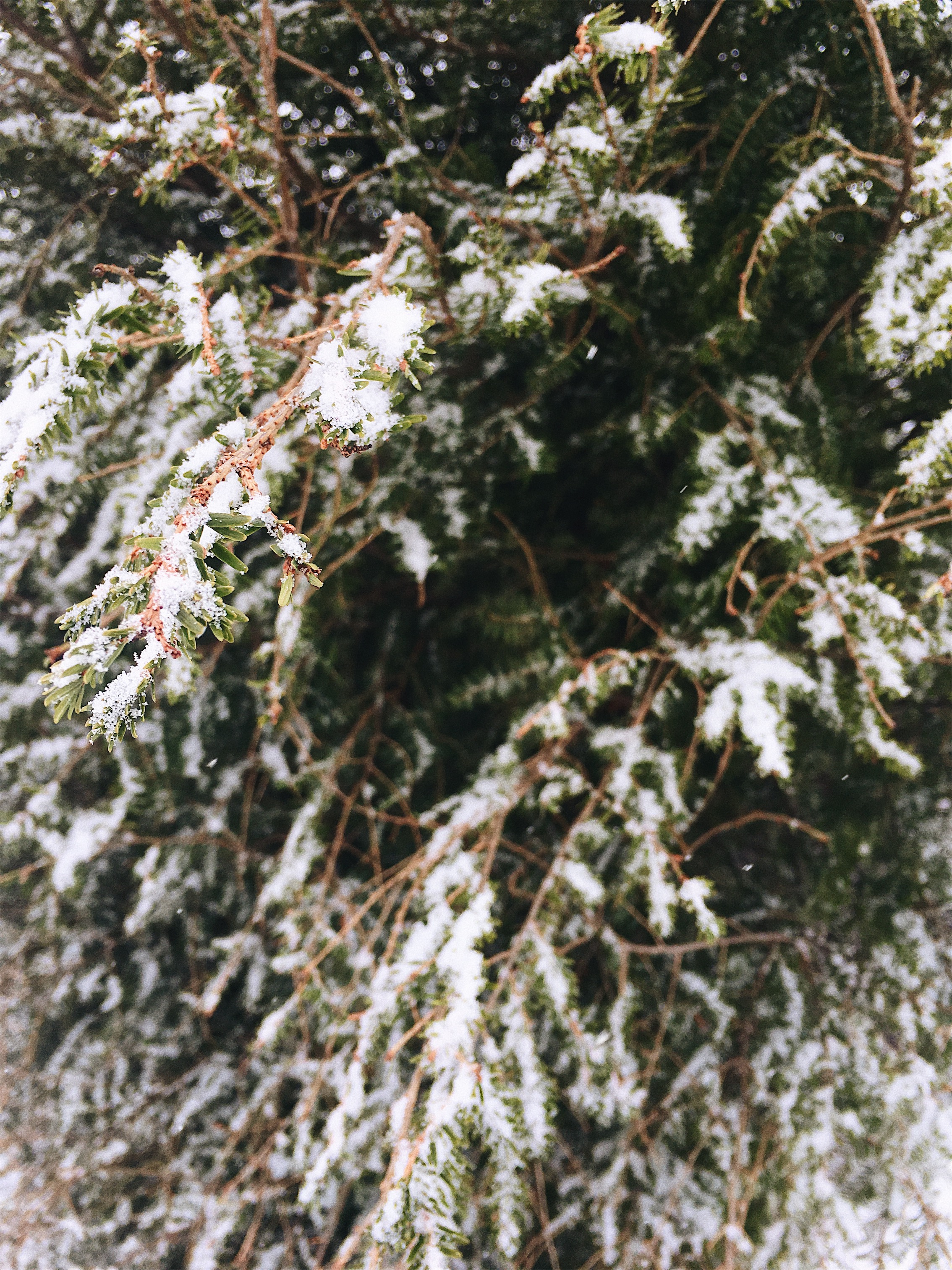 JPEG image-F84FE6C7F913-1.jpeg