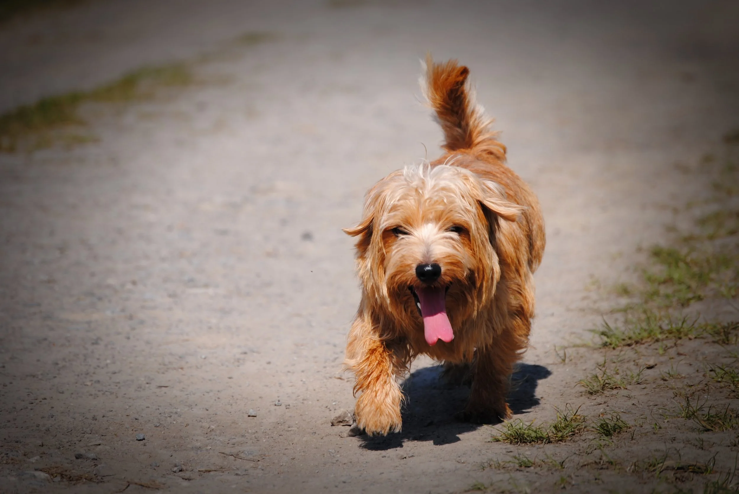 dog-1310076.jpg